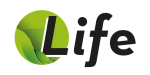 WELLIS PEAK LIFE